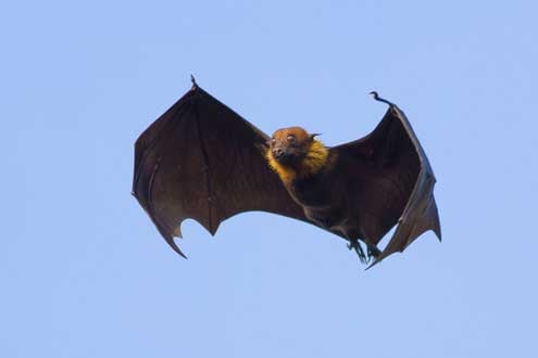 close up view of a braziliam free-tailed bat yellow face and neck, black body