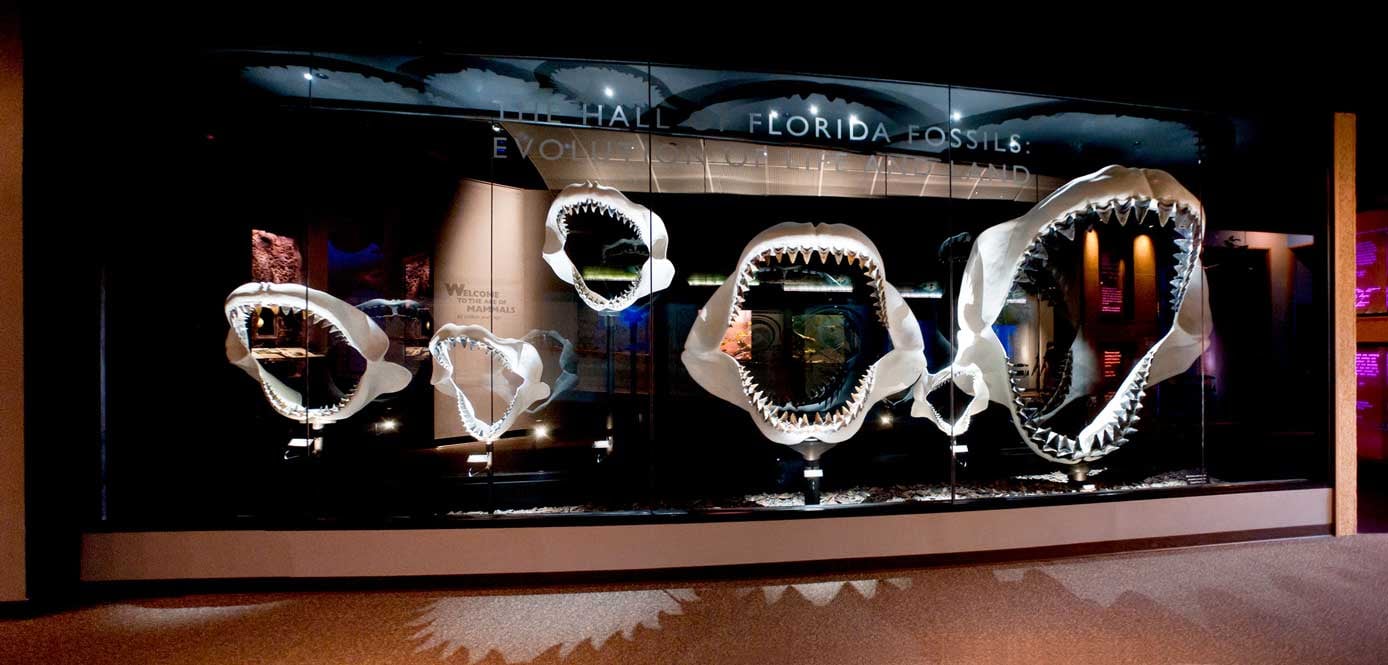 Shark Jaw Row on exhibition at the Florida Museum of Natural History. This exhibits includes jaws of the exting giant Megalodon, the largest shark that ever lived