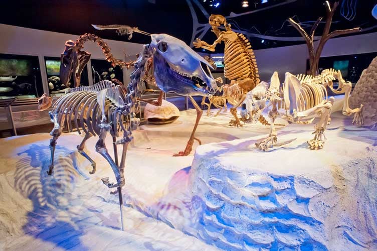 Full skeletal mounts and sculptures on exhibit to show Florida's first land animals during the Prehistoric Age
