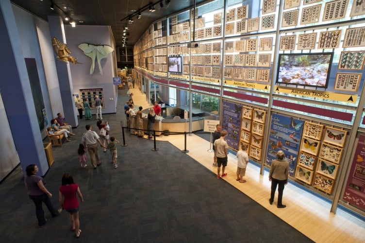 Visitors viewing the large butterfly displays at the Florida Museum of Natural History, which houses one of the largest butterfly exhibitions in the country