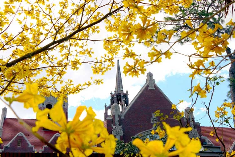 The spire of the University Auditorium surrounded by yellow flowers from towering trees